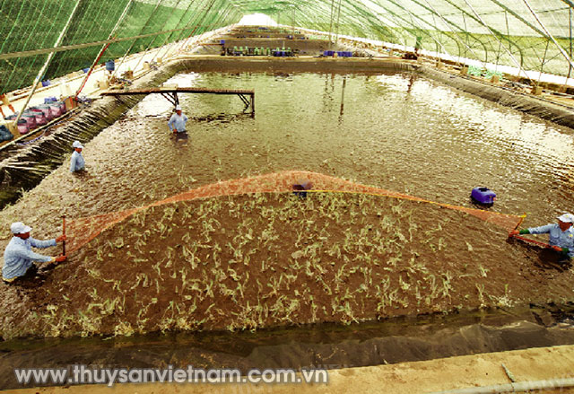 Thu hoạch tôm thẻ chân trắng tại Bạc Liêu Ảnh: PTC Thu hoạch tôm thẻ chân trắng tại Bạc Liêu Ảnh: PTC